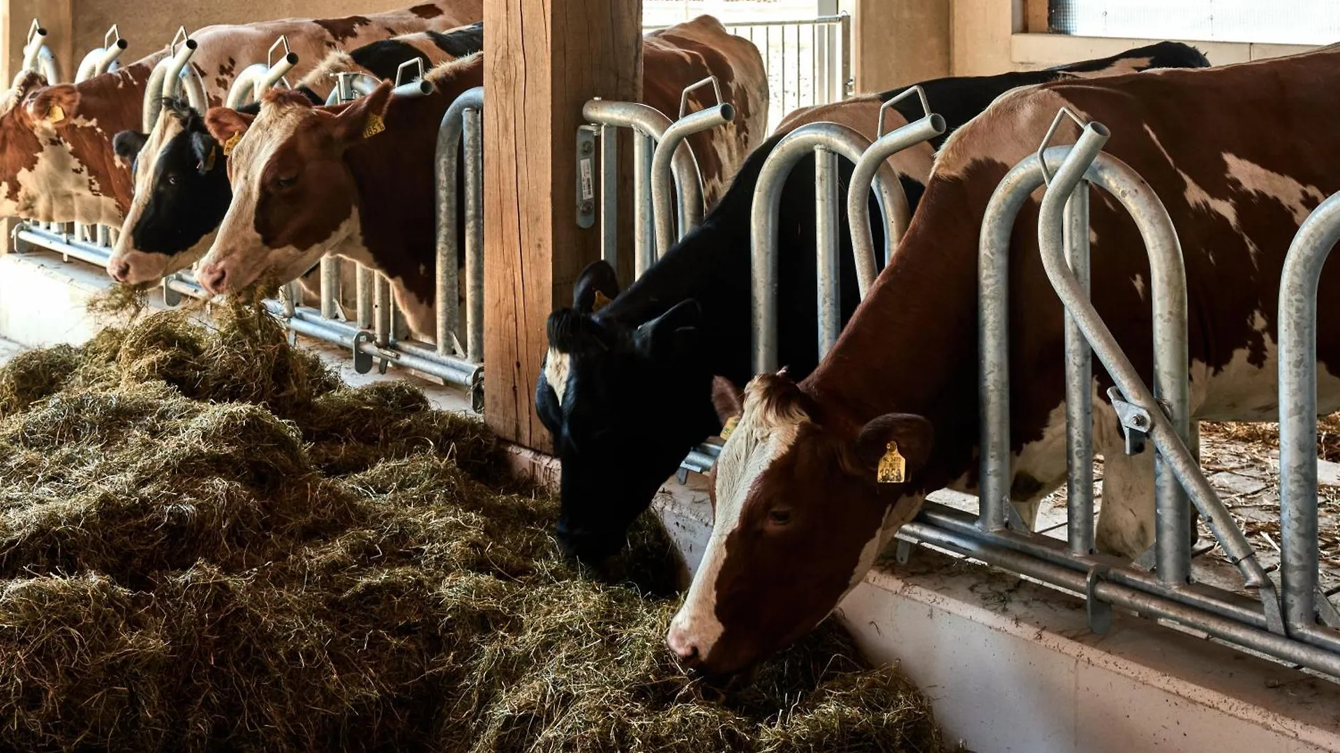 Bed & Breakfast Over-Amstel Boerderij Ouderkerk aan de Amstel Nizozemsko
